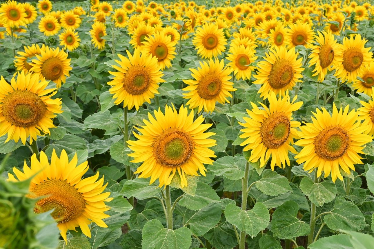 tournesol Peau de Miel