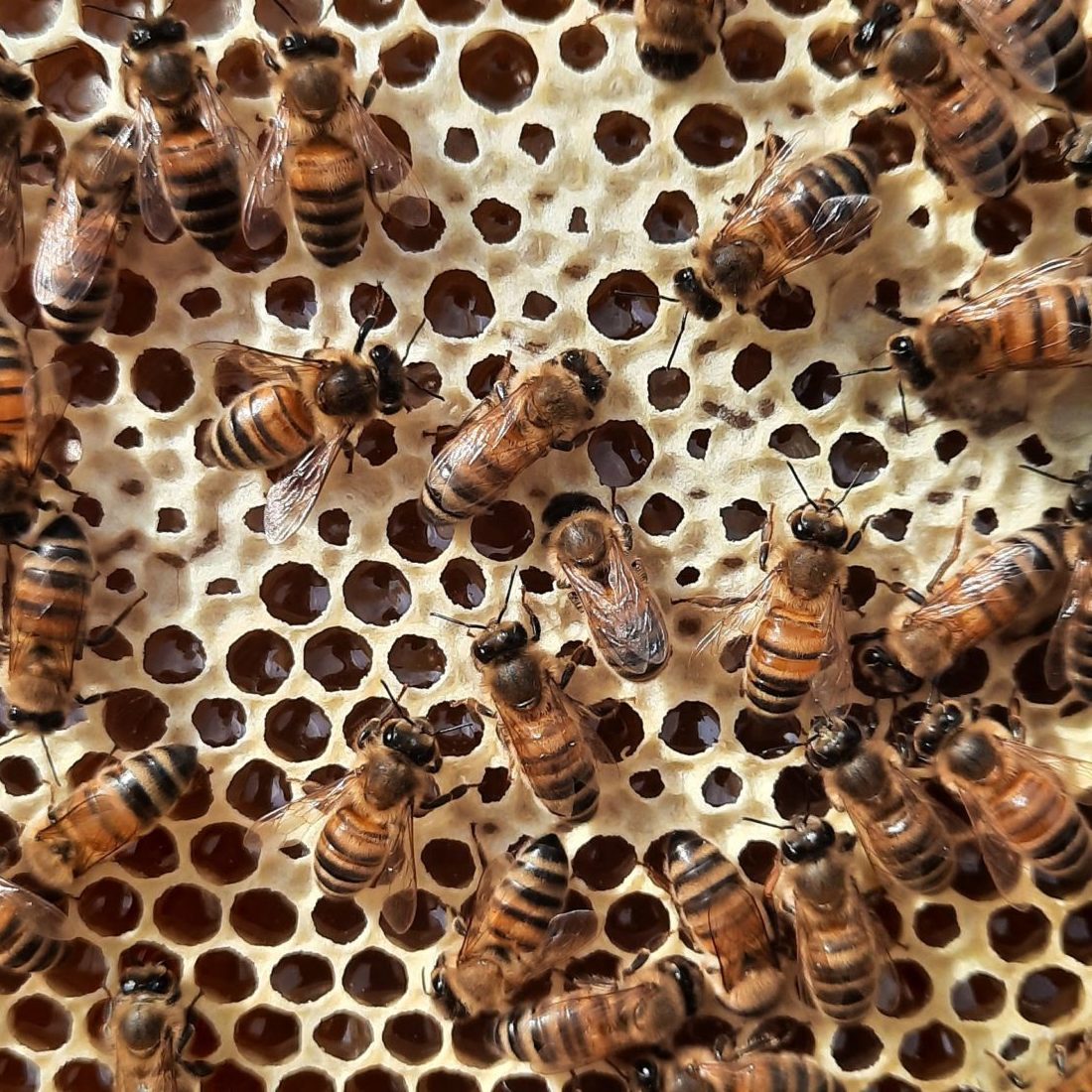 cadre de miel avec des abeilles