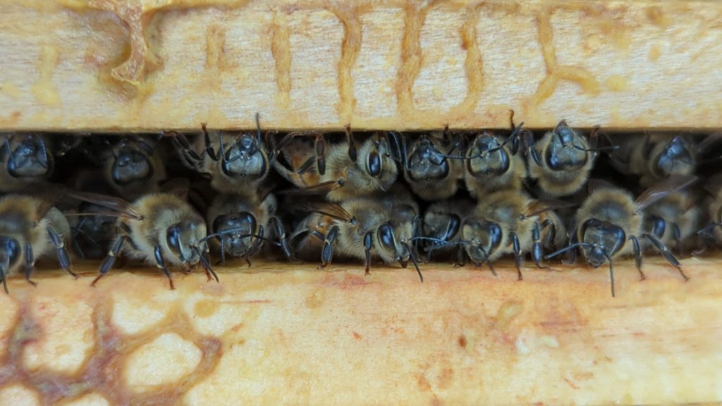 les abeilles s'échange le miel par le phénomène de la trophallaxie