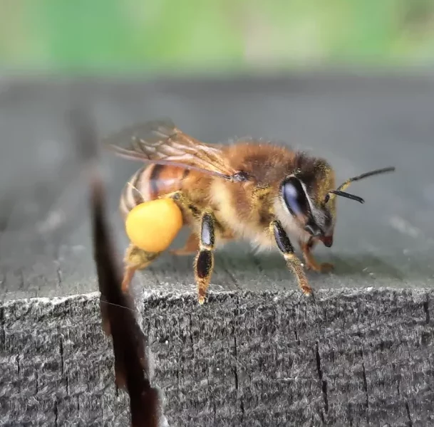 une abeille butineuse qui à des pelote de pollen
