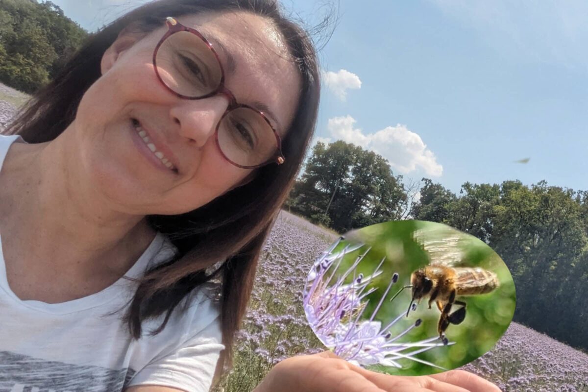 Champ de phacélie en fleurs violettes avec des abeilles butinant sous une lumière naturelle de fin de journée