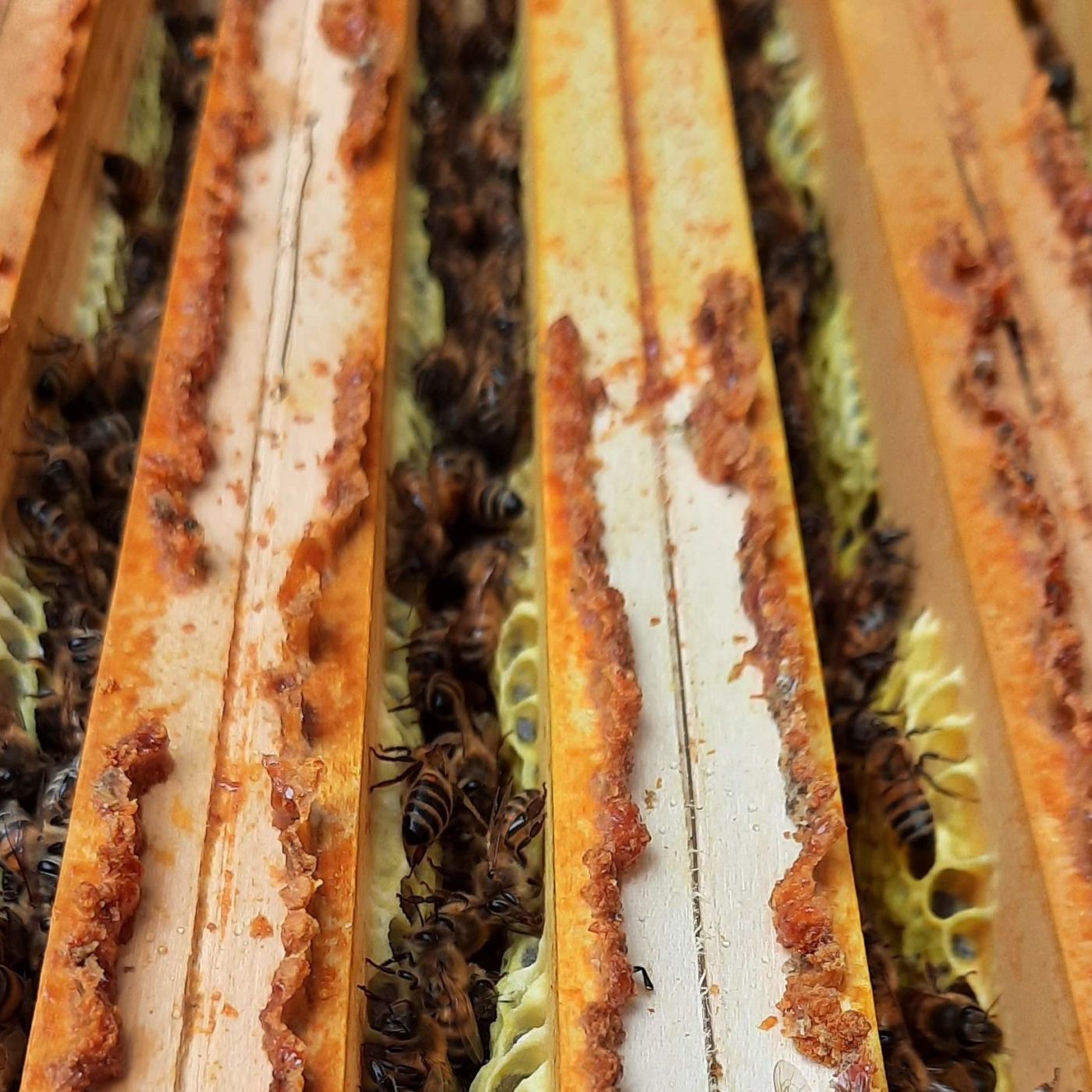 les abeilles ont recouvert des cadres de ruche par de la propolis