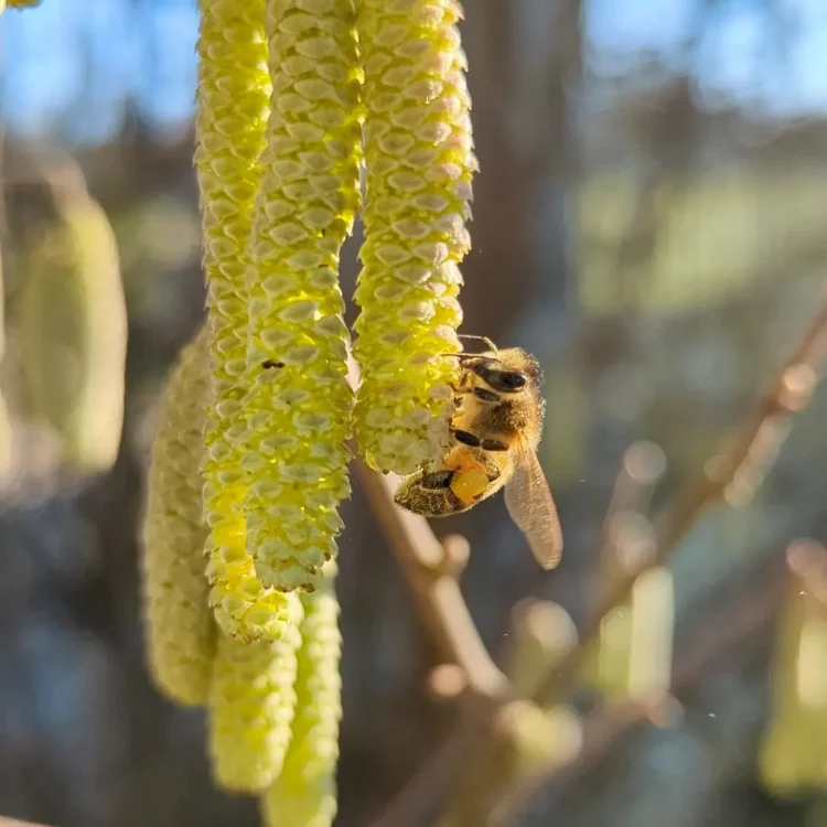 abeille qui collecte du pollen sur une fleur de noisetier