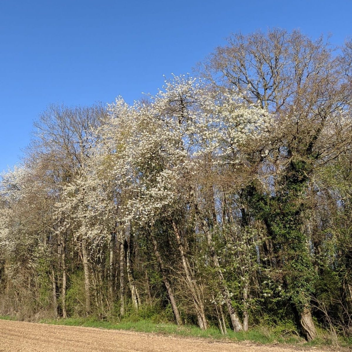 arbre merisier paré de fleurs blanche
