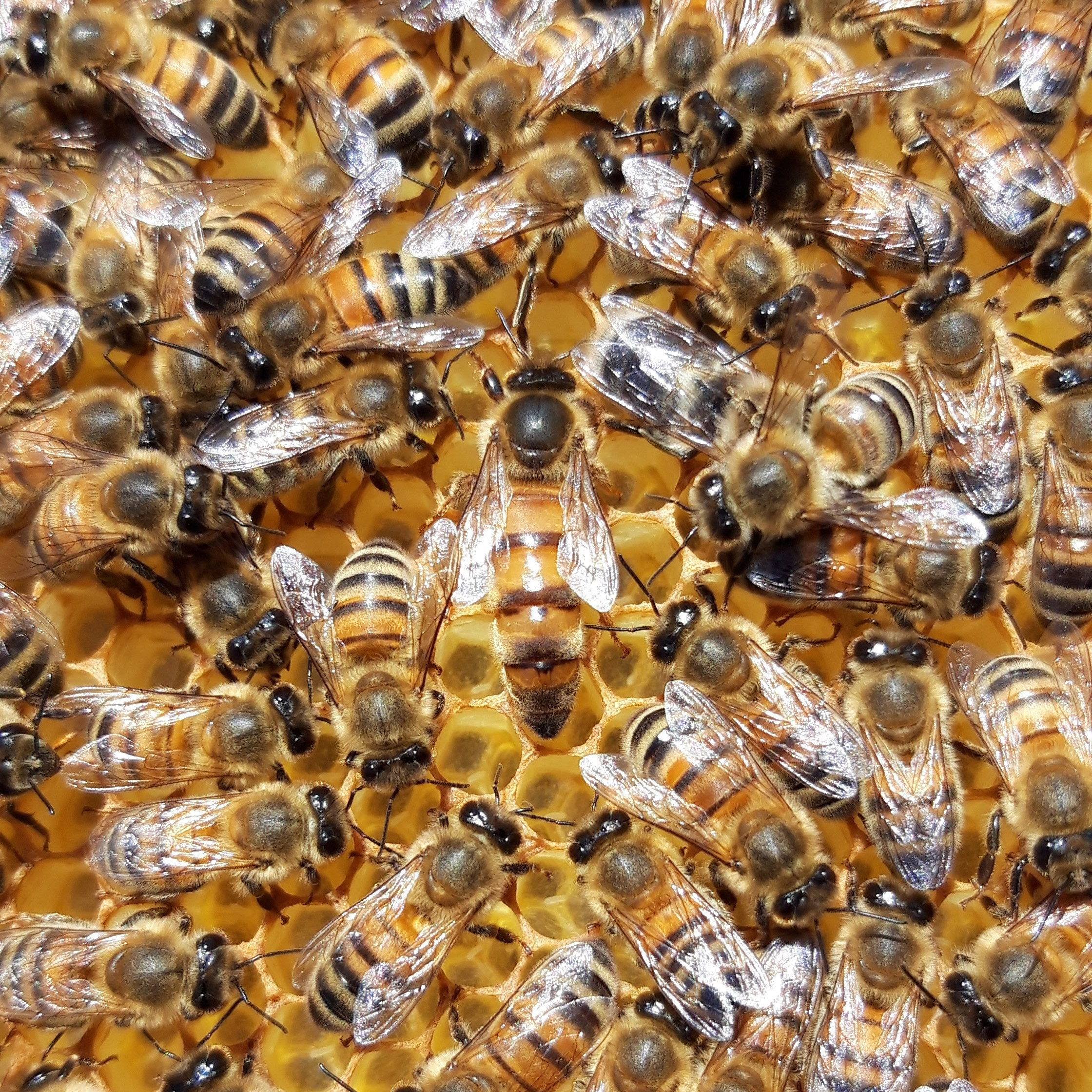 la reine de la ruche et des abeilles au travail