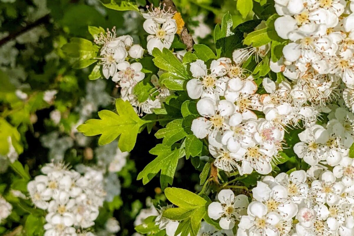 Fleurs d’aubépine pleinement épanouies début mai, floraison blanche dense le long des haies