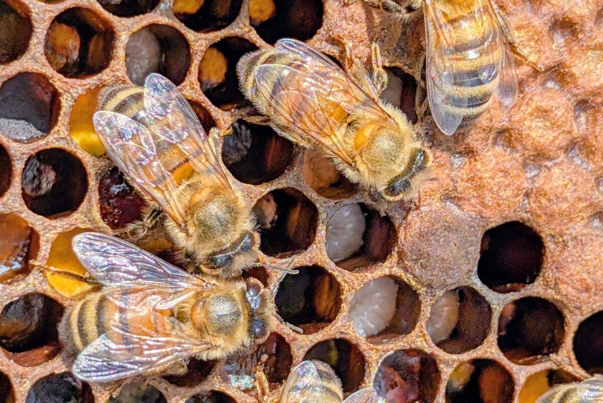 Abeilles ouvrières prenant en charge des larves dans la ruche, montrant que le soin au couvain se poursuit en juillet