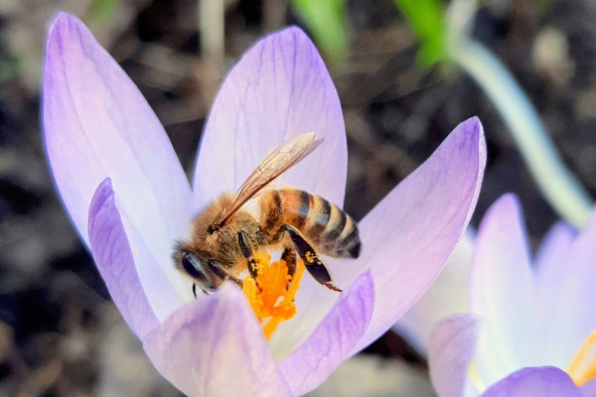 Abeille récoltant du pollen sur une fleur de crocus en fin d’hiver lors d’une journée douce