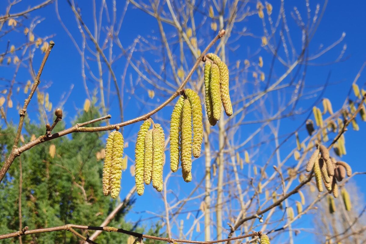 Chatons de noisetier en fin d’hiver, source précoce de pollen pour les abeilles