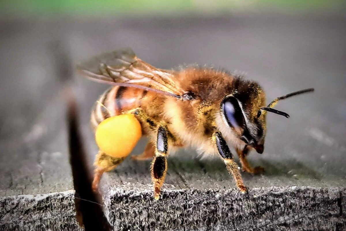 Abeille revenant à la ruche avec de grosses pelotes de pollen sur les pattes arrière, signe de reprise d’activité printanière