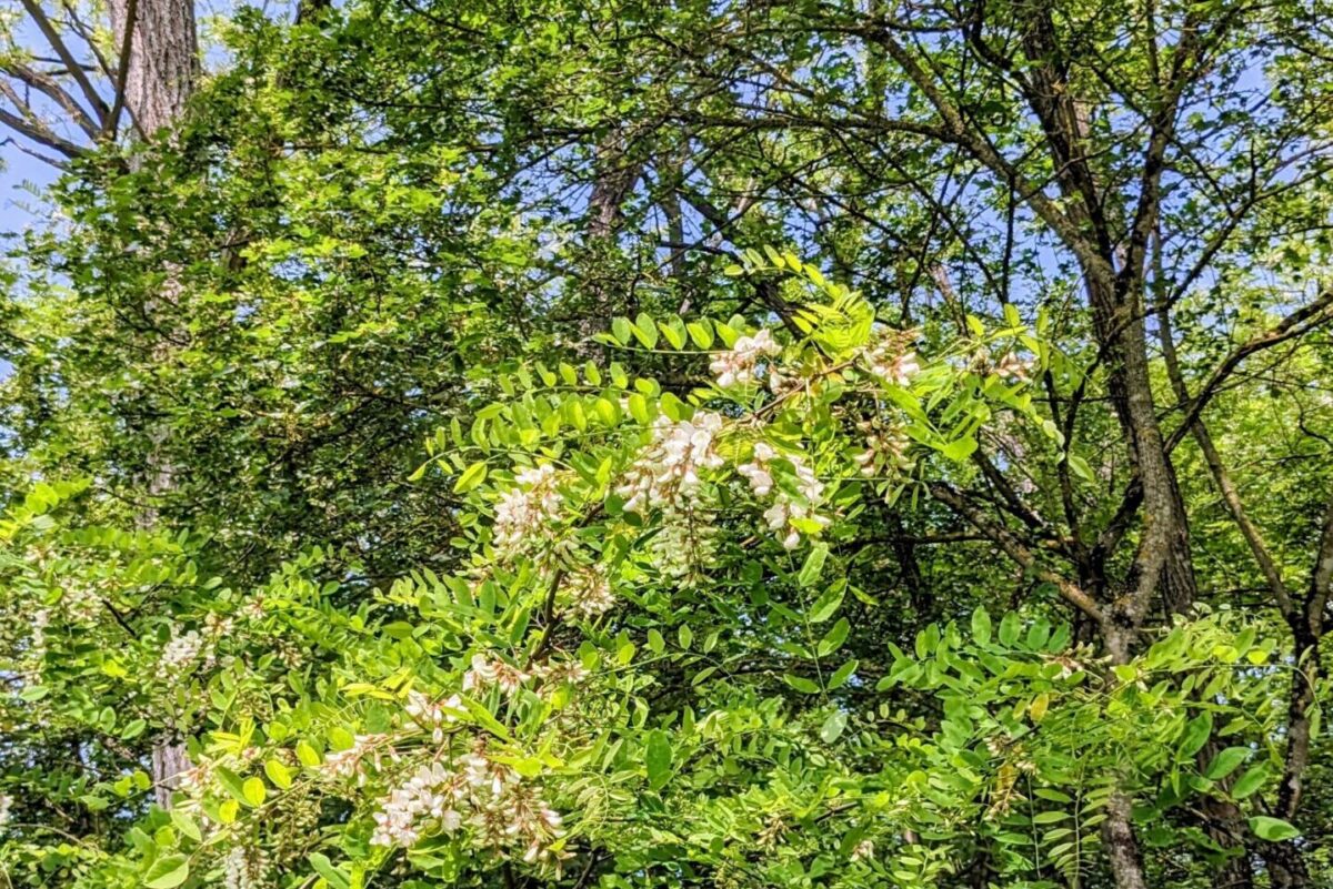 Acacia en début de floraison avec quelques grappes blanches ouvertes, annonçant l’arrivée prochaine de la pleine floraison