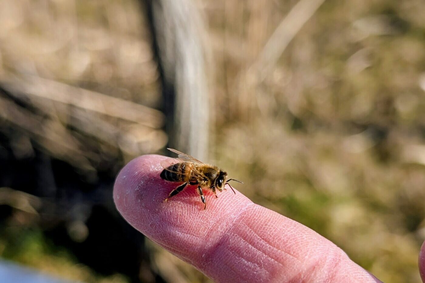 Abeille posée calmement sur un doigt lors d’une journée douce de début de printemps