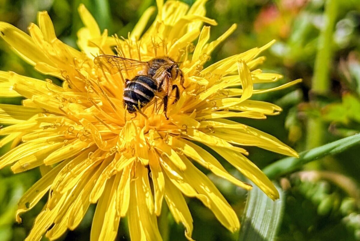 Abeille posée sur une fleur de pissenlit au début du printemps, collecte de nectar et de pollen