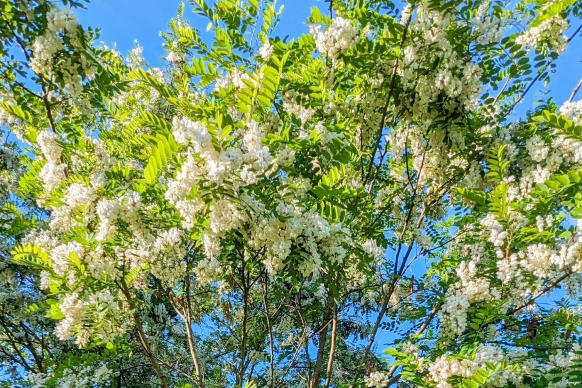 Acacia en pleine floraison en fin mai, grappes blanches abondantes dans une forêt aux odeurs intenses