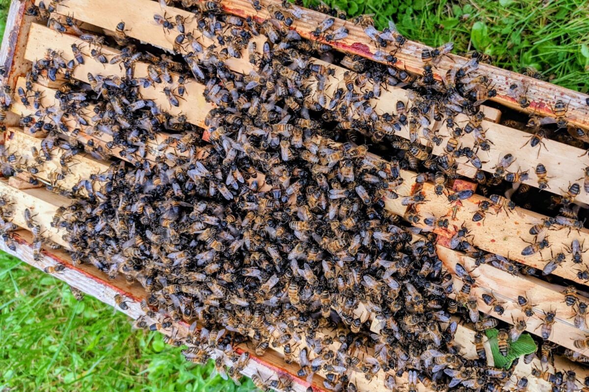 Abeilles prenant possession d’une nouvelle ruche au mois de juin, activité liée à une dynamique de saison installée