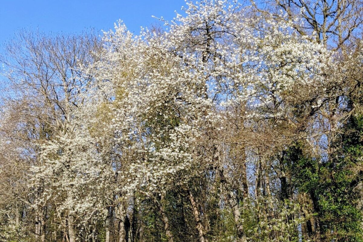 Merisier en fleurs au début du printemps, première floraison d’arbre fruitier appréciée par les pollinisateurs
