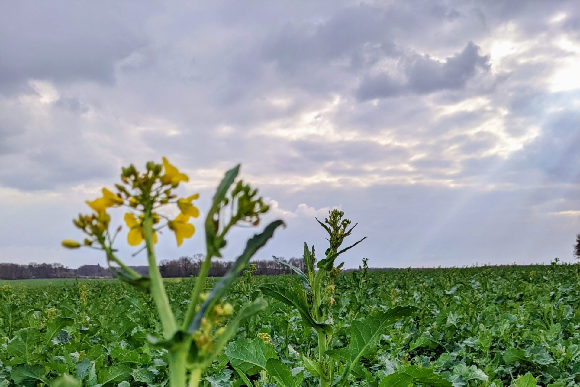 Début de floraison du colza sous un ciel nuageux avec quelques rayons de soleil, conditions printanières instables