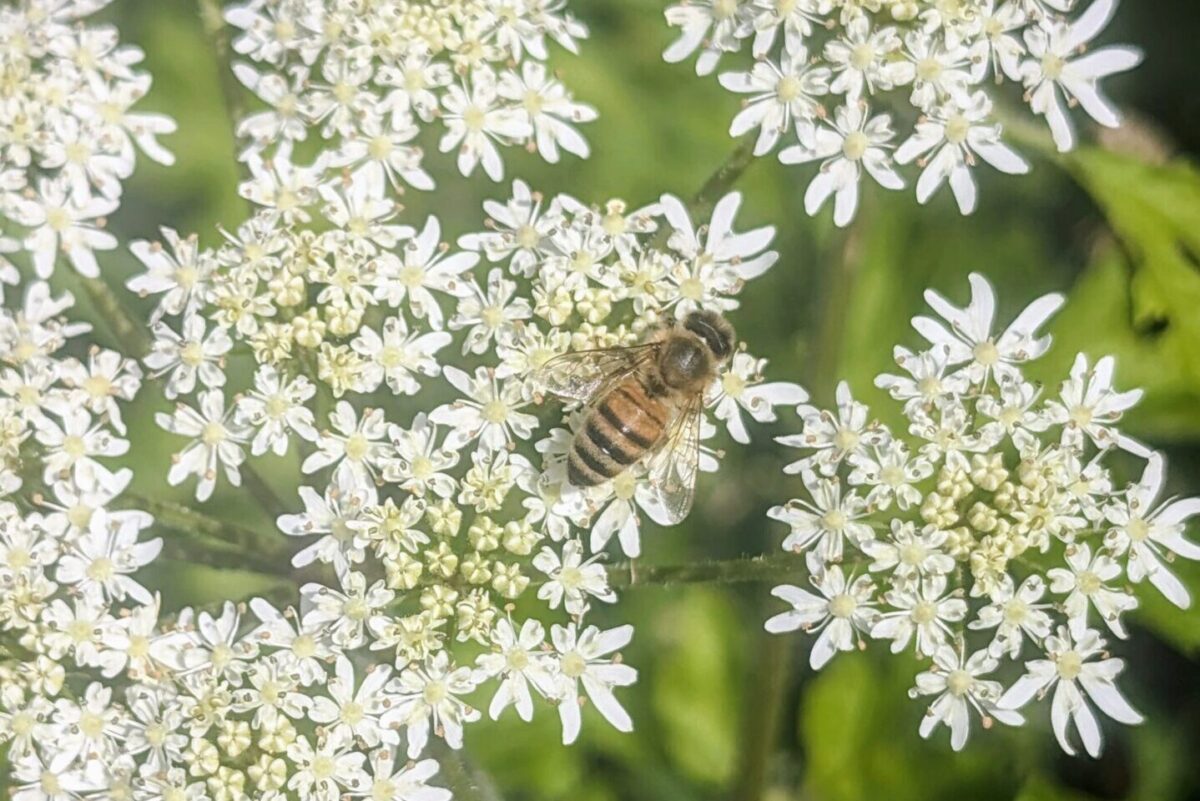 Abeille butinant une fleur d’ombellifère en plein été, illustrant une ressource diffuse exploitée en juillet