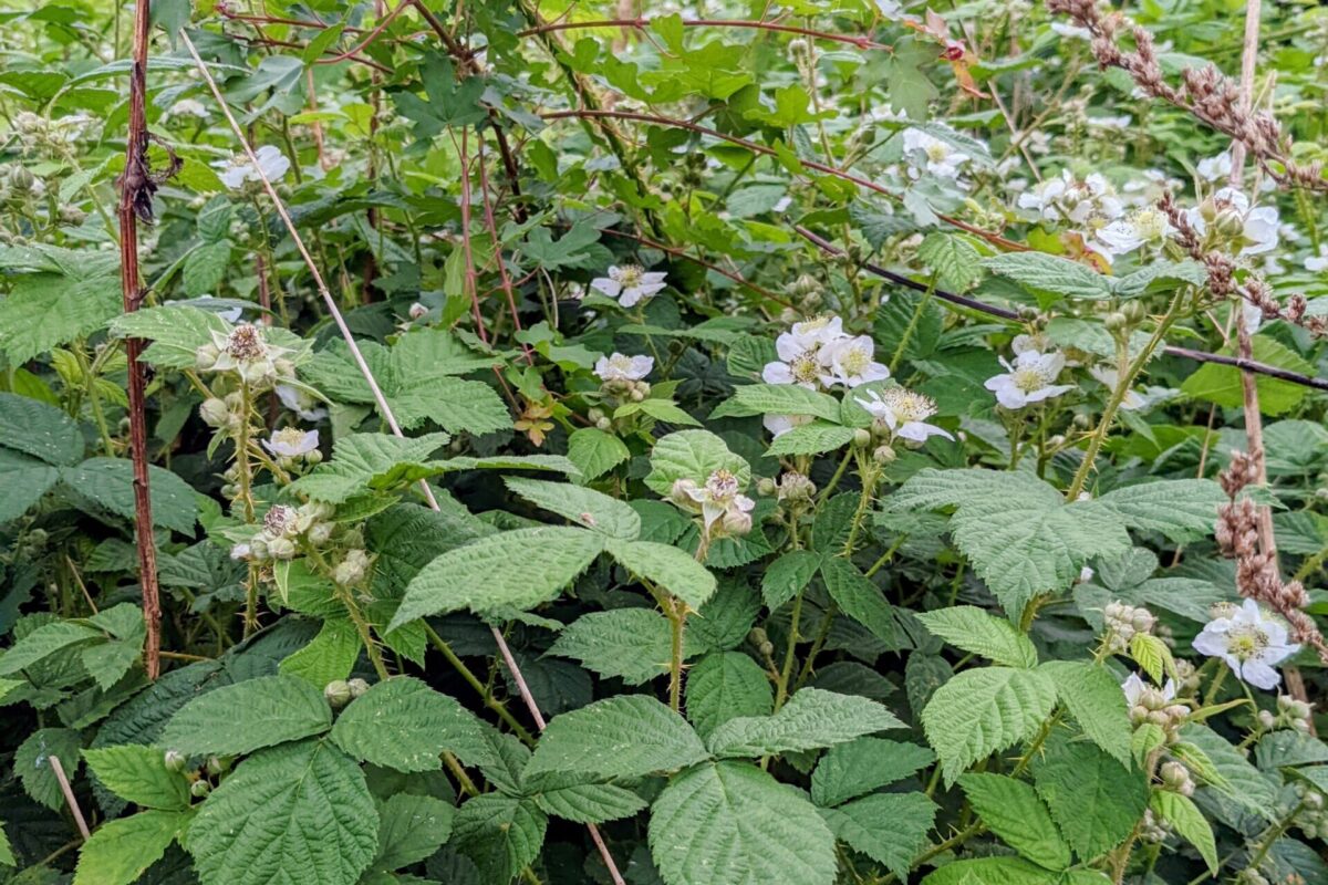 Ronces en fleurs au mois de juin, floraison blanche diffuse le long des haies et des lisières