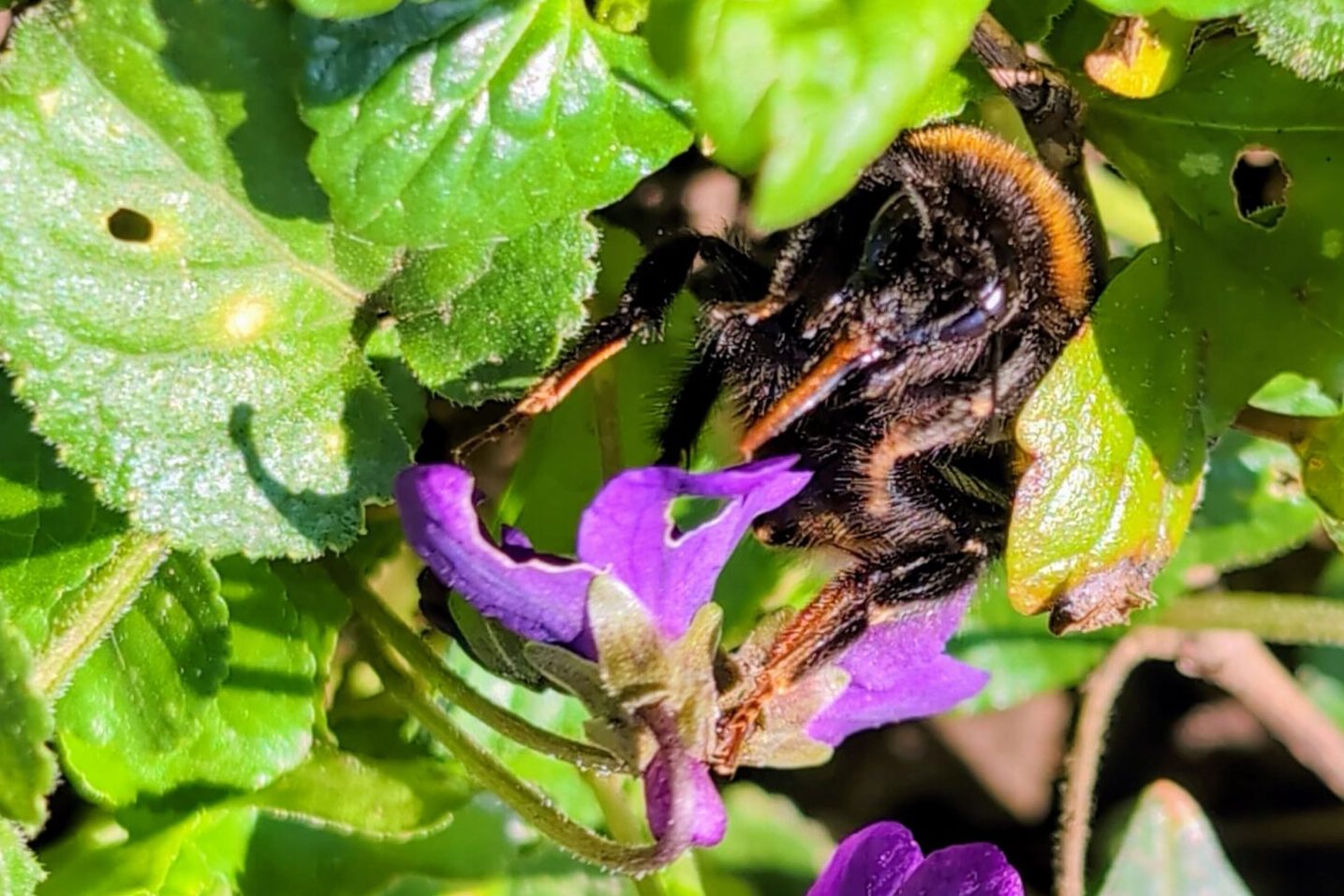 Bourdon butinant au cœur d’une fleur au début du printemps, participant à la pollinisation