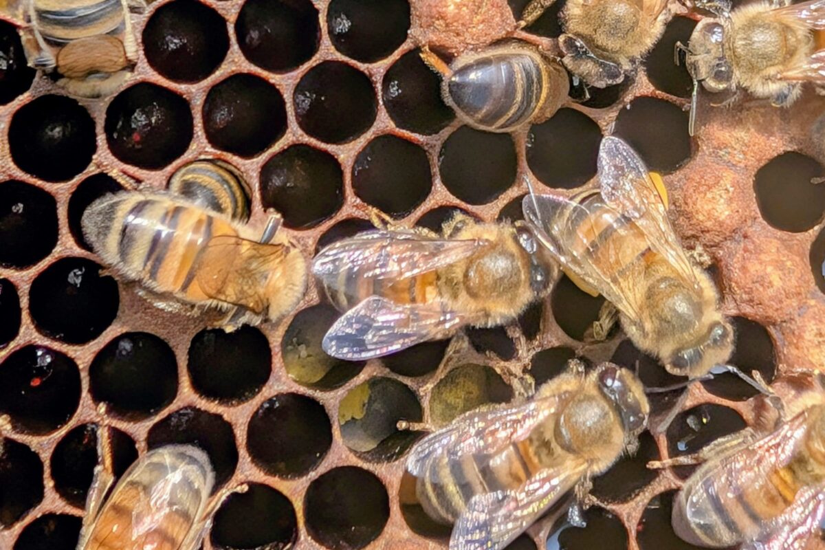 Abeilles organisant le stockage des provisions dans les alvéoles de cire à l’intérieur de la ruche au mois de juin