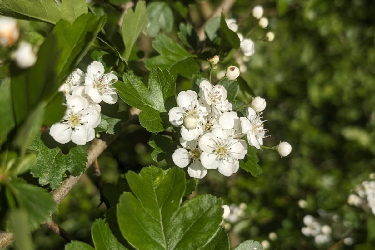 Fleurs d’aubépine épanouies en fin avril, floraison blanche caractéristique des haies printanières