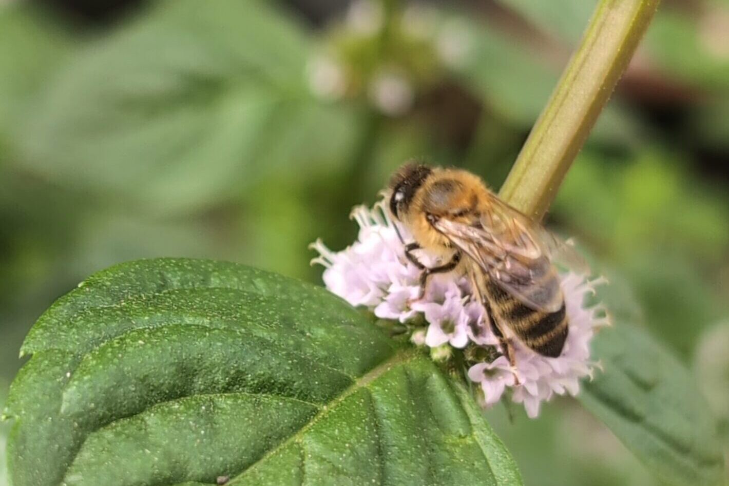 Abeille butinant des fleurs de menthe en août, illustrant une ressource ponctuelle exploitée en période de disette