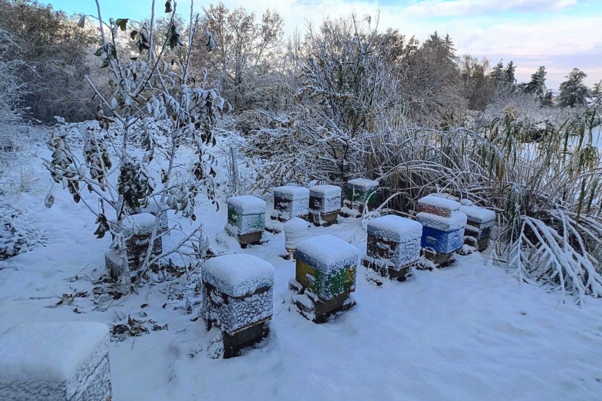Ruche en hiver par temps froid, abeilles regroupées à l’entrée lors d’une matinée calme