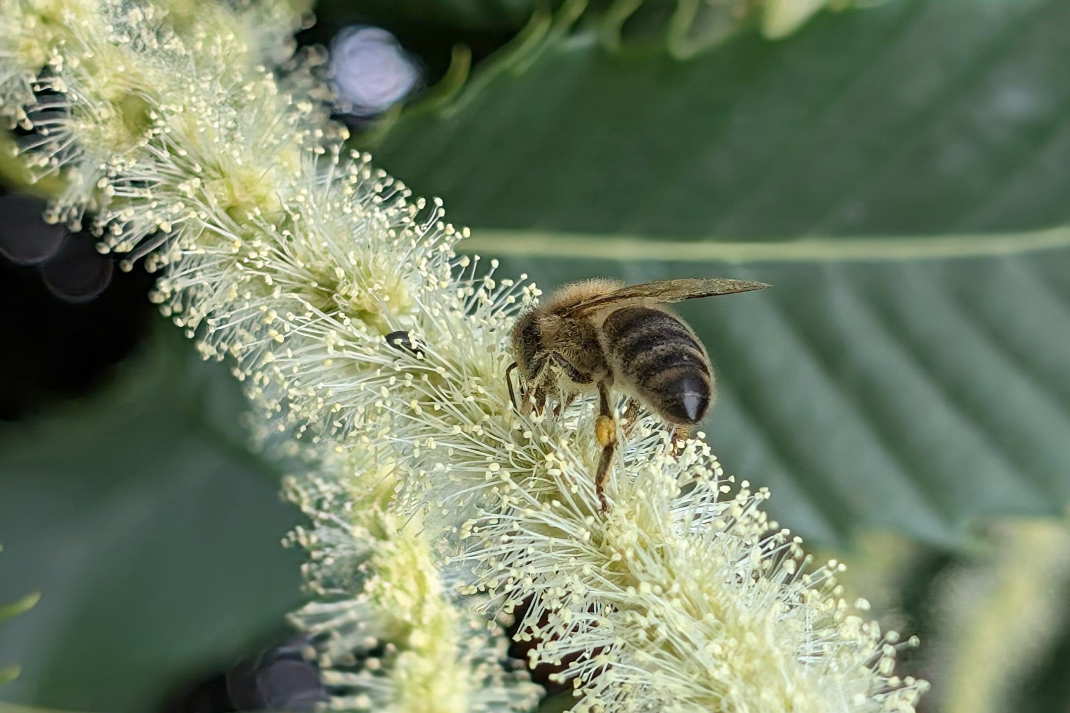 Abeille butinant un chaton de fleurs de châtaignier en juin, récoltant du pollen lors de la floraison