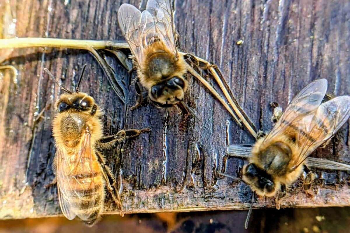 Trois abeilles sur la planche d’envol d’une ruche, moment d’observation avant le départ en vol