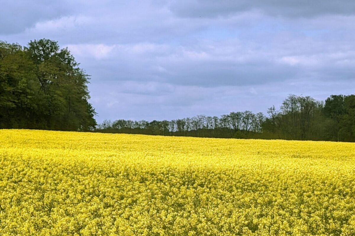 Champ de colza en fleur au printemps avec une lisière de bois encore partiellement feuillue sous un ciel nuageux annonçant la pluie