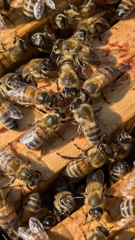 Peau de Miel - Cosmétique Miel