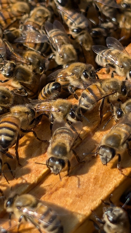 Peau de Miel - Cosmétique Miel