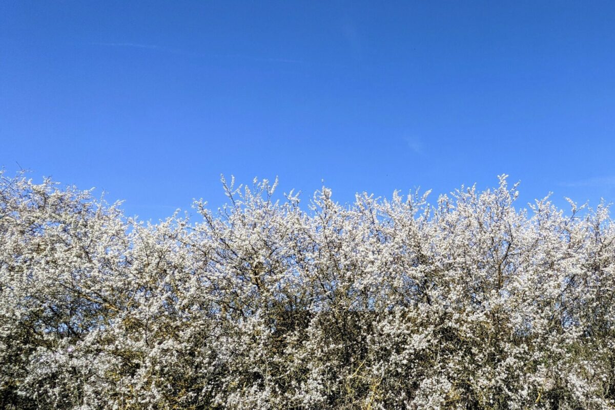 Haie de prunellier en pleine floraison au printemps, source de nectar et de pollen pour les pollinisateurs