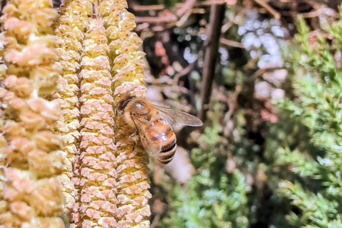 Abeille butinant un chaton de noisetier en fin d’hiver, collecte de pollen sur une floraison précoce