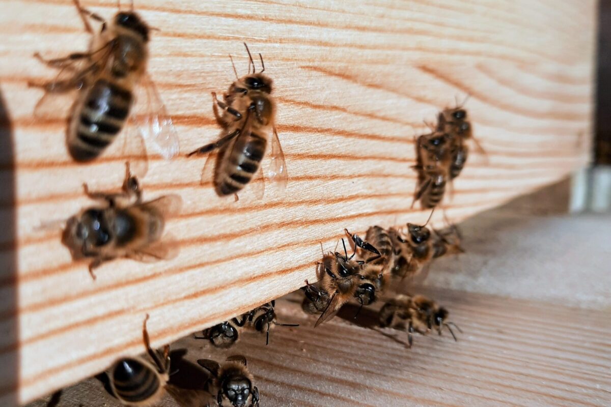 Essaim d’abeilles prenant possession d’une nouvelle ruche au début du mois de juin
