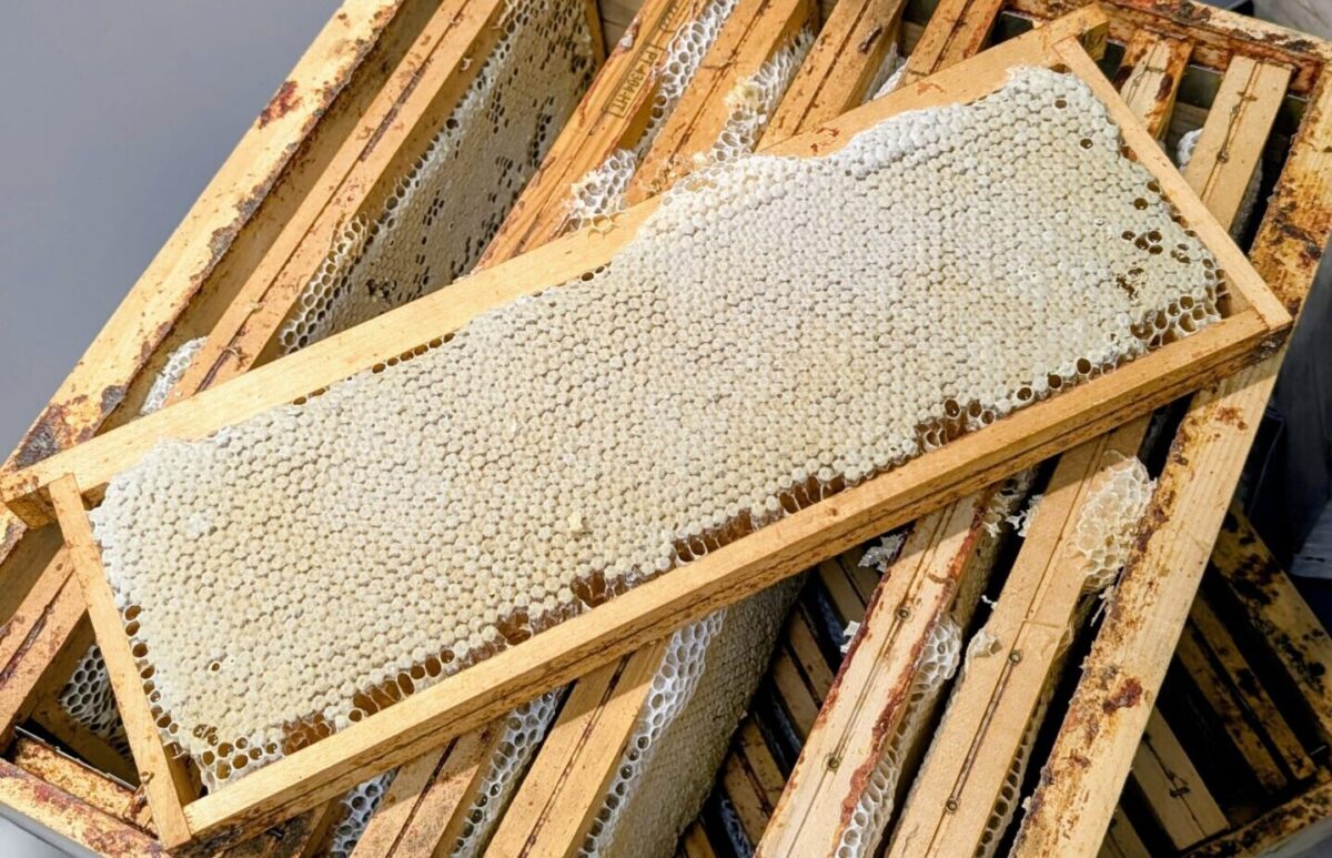 Cadre de hausse rempli de miel operculé prêt pour l’extraction au début du mois de juillet