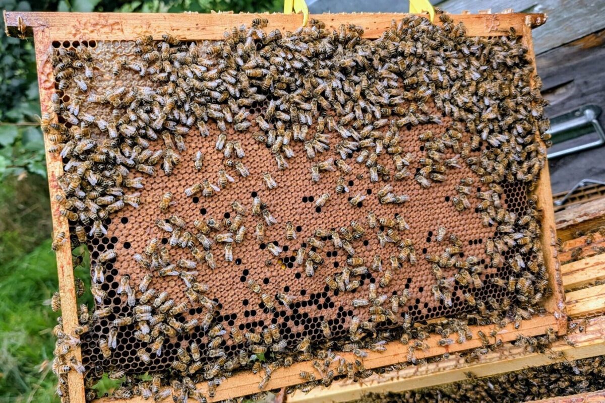 Cadre de ruche avec alvéoles remplies de couvain, montrant que les naissances d’abeilles se poursuivent après le solstice d’été