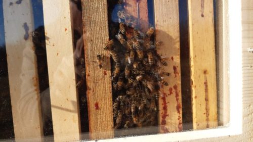 cadre de corps dans une ruche Dadant vitré