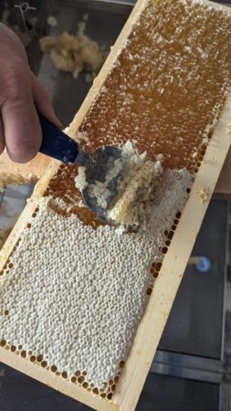 désoperculassions d'un cade de hausse rempli de miel