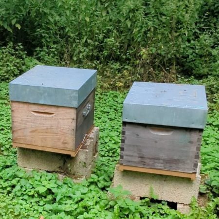 ruche d'abeille avec la protection du toit en tôle