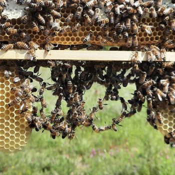 construction d'alvéoles de cires par des abeilles