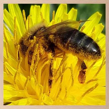 abeilles et pollen de pissenlit