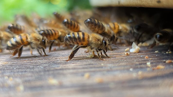 abeilles sur planche d'envole