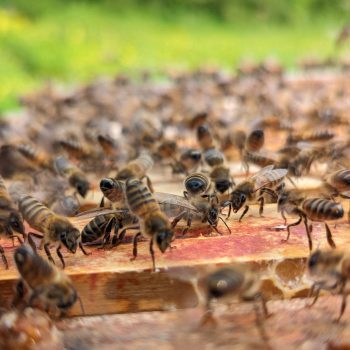 abeilles ventileuse au dessus de la ruche