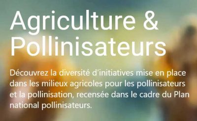 des actions pour la sauvegarde des abeilles
