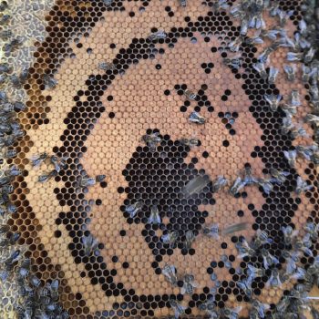 cycle de la ponte de la reine dans la ruche